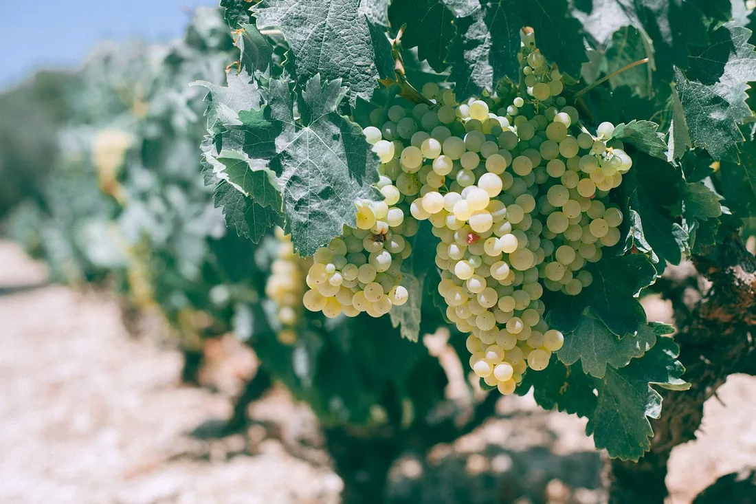 Grappes de raisin dans les vignes en Bourgogne